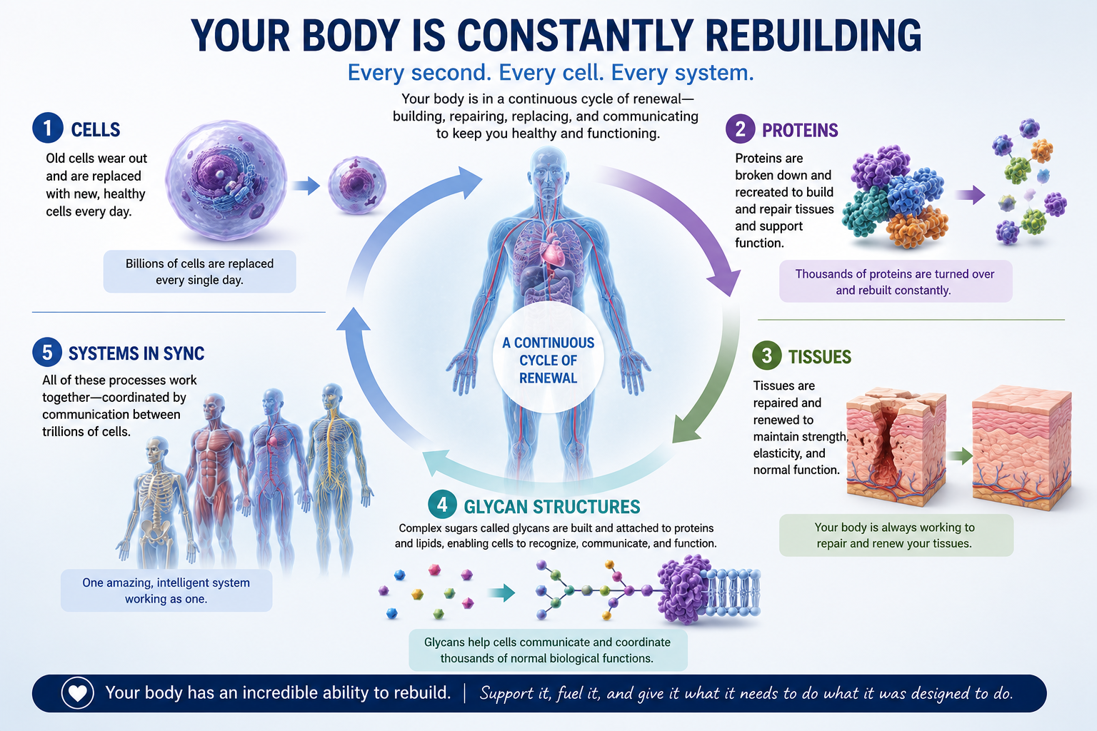 Diagram showing the body continuously rebuilding cells proteins tissues and glycan structures